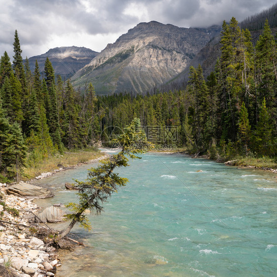 国民北户外加拿大不列颠哥伦比亚省Kootenay公园内平静河流景象的全图图片