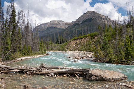 加拿大不列颠哥伦比亚省Kootenay公园内平静河流景象的全图森林库特尼生物圈图片