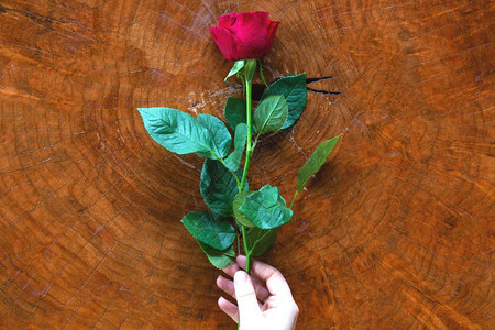感木头年轻红玫瑰和木质背景纹理的女人手浪漫情节概念美女红玫瑰和木质背景纹理的女人手浪漫情节概念图片