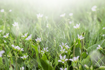 叶子青草露地上的小白花精密春季或夏花卉背景选取焦点绿草露地上的小白花剪切春天或夏季花草背景开太阳图片