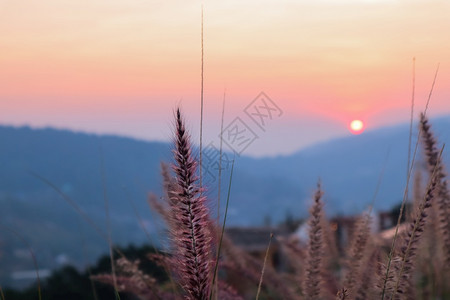 娱乐田园诗般的艺术抽象春天日落视图背景或夏天与野草尖顶艺术抽象春天背景或夏与新鲜草外部图片