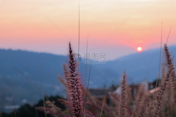 娱乐田园诗般的艺术抽象春天日落视图背景或夏天与野草尖顶艺术抽象春天背景或夏与新鲜草外部图片