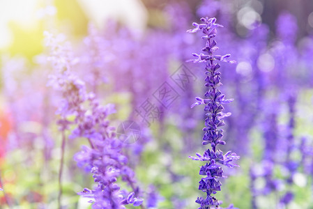 鲜紫或蓝色花朵SalviaFarinacea或MealyCupSage的美丽质在夜晚阳光下的花园颜色紫束图片