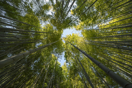 茂密的竹林图片