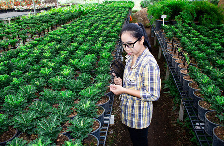 在温室中工作手拿着石片的年轻女园艺和农牧业概念技术和农业概念有机的场地夏天图片