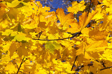 金黄色秋季树叶图片