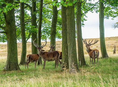团结的英国柴郡峰区莱姆公园红鹿保护区的王国植物图片