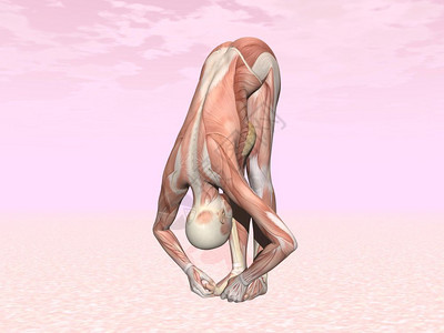 女活力孩大脚趾瑜伽对肌肉在粉红色背景中可见的妇女构成大脚趾瑜伽对肌肉可见妇女构成图片