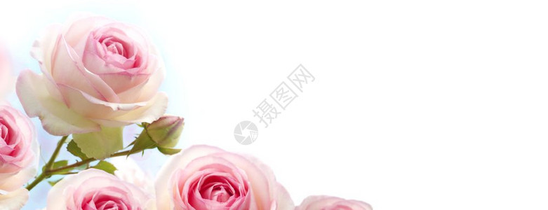 蔷薇花渐变蓝到白背景上的粉红玫瑰水平横幅花背景粉红玫瑰压痛角度水平的图片