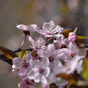 天美丽的果园摘要背景模糊春光时间SpringtimeBringtime花园艺图片