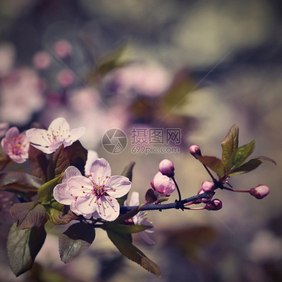 分支新的美丽果园摘要背景模糊春光时间SpringtimeBringtime四月图片