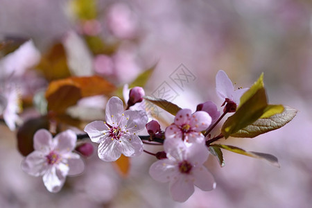 自然美丽的果园摘要背景模糊春光时间SpringtimeBringtime绽放樱花图片