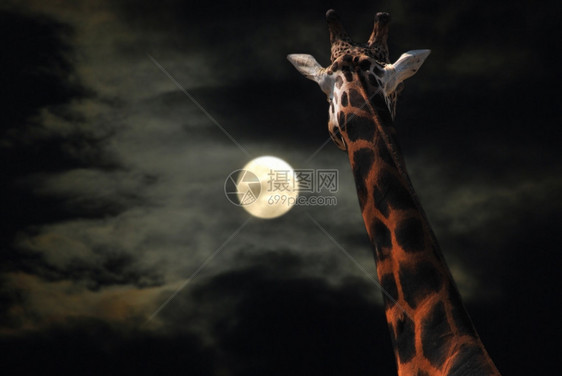 万圣节天空月出夜色中的长颈鹿在月亮目光中图片