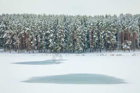 下雪的拉普捷夫明亮冰雪和冻湖覆盖的FirFir树林图片