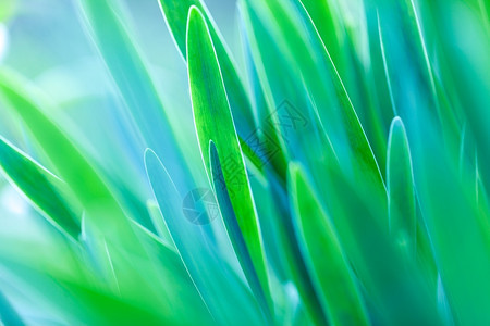 新鲜的绿草柔软焦点宏观照片浅光DOF绿色的草地天空生长图片