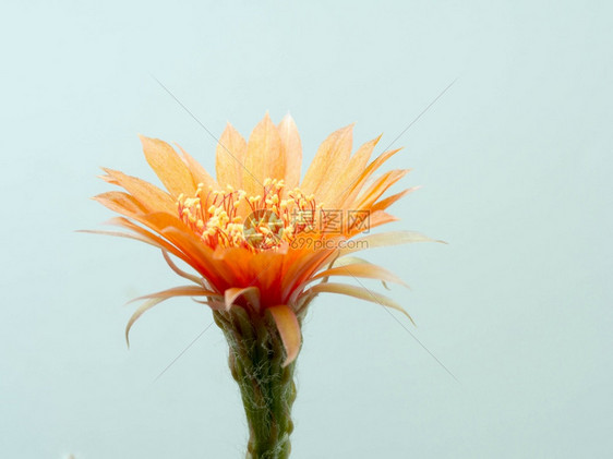 生动花粉展示朵和瓣的详情请见此花艺图片