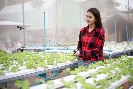 有机的亚洲女花园在里为蔬菜浇水技术年轻的图片