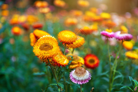丰富多彩的蜡菊在春天花园的绿草本上花朵多彩美丽的橙图片
