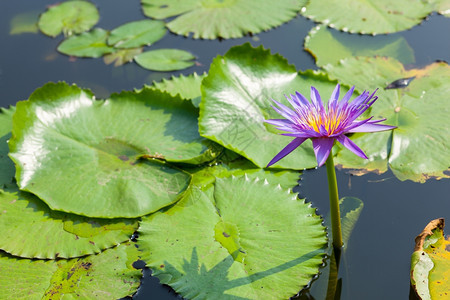 紫色莲花盛开在池塘里图片