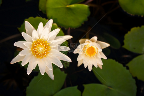 白色莲花盛开在池塘里图片