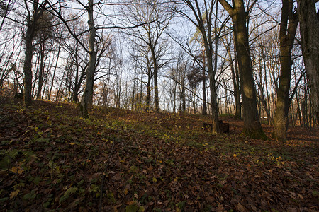 乡村的公园中美丽秋天气的落叶真正秋天气冬的森林和平场景图片