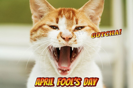 4月的愚人节抓到了白光棕猫尖叫的肖像卡通片小猫白色的图片