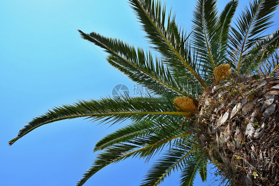 颜色轮廓复古的美丽棕榈树背景有蓝天空图片