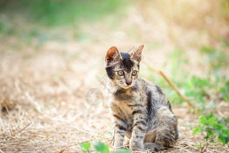 甜的阳光下花园草地里的泰国小猫咪场地舌头图片