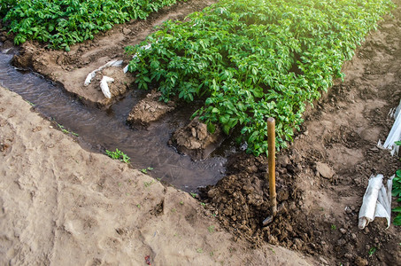 畦场地效率利用温室农业灌溉系统在春初种植作物的马铃薯灌木林种植园中通过运河流水进入温室隧道使用农业灌溉系统耕作农物图片