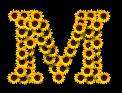 首字母M由黄色向日葵花制成在黑色背景上隔绝开来设计爱情概念的要素为母亲们设计理想的一天和春季主题字体米最初的图片