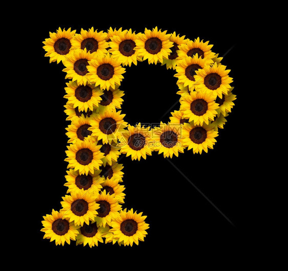黄色的开花装饰风格首字母P由黄色向日葵花制成在黑色背景上隔绝的花朵设计爱情概念的元素为母亲们设计理想一天和春季主题图片