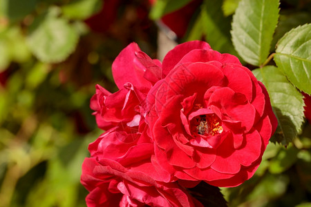 任劳怨美丽的夏天花园鹅绒红玫瑰花瓣吸引蜜蜂来品尝甜花有选择的焦点复制空间辛勤的蜜蜂从夏季花园的红玫瑰中收集蜜阳光图片