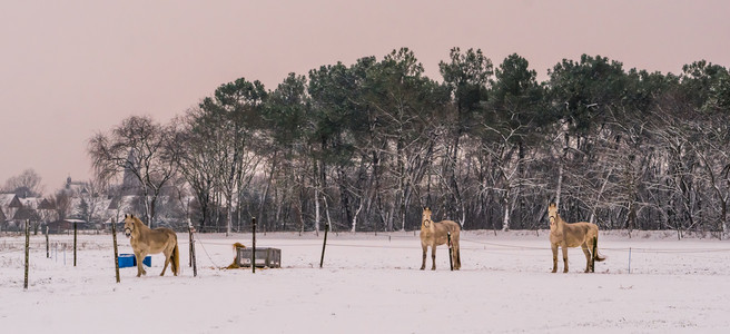冬季时看摄影机白雪草地农村美丽的自然景色在野外的田间林中露出漂亮的自然风景马农场哺乳动物背景图片