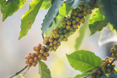 树枝上的咖啡豆浆果图片