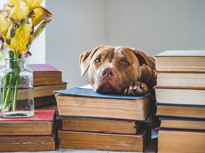 九月巧克力可爱的小狗和古董书特写孤立的背景工作室照片顾教育服从训练和宠物饲养的概念可爱小狗和古董书工作室照片花朵图片