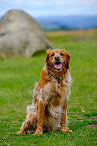 宠物自然哺乳动在联合王国Cheshire山峰区LymePark山丘上一只可爱的猎狗图片