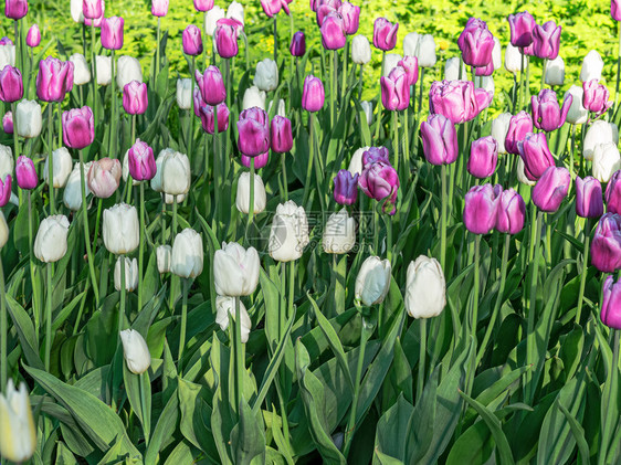 绽放白郁金香花园在荷兰鲜背景的明日光照耀阳下白色郁金香花园里我非常欣赏你开花模糊图片