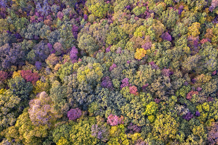 缤纷彩色的森林图片