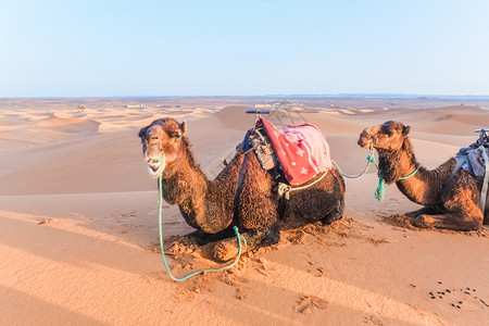 摩洛哥梅祖加Merzouga撒哈拉沙漠的丘上躺着天际线身体观光图片