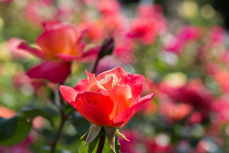 花园背景的两朵盛开美丽多彩玫瑰花束植物区系春天图片