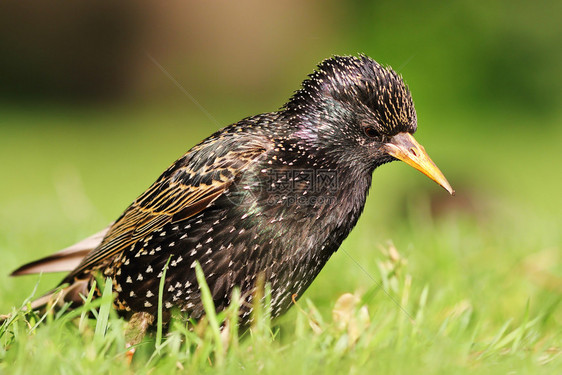 斯图努以草地Sturnus粗俗为食观鸟夏天图片