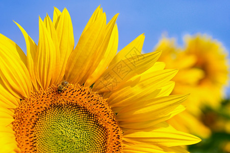 美丽的黄色花朵有蜜蜂的向日葵传统多彩的夏季背景生长天空黄色的图片