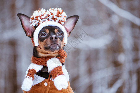 品种美丽有趣的小狗一只戴冬帽的狗在雪林里带手泵一条穿着衣服的狗动物图片