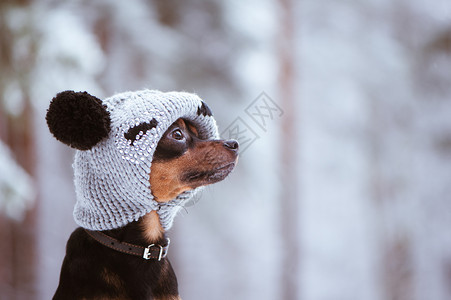 有趣的小狗一只戴冬帽的狗在雪林里带手泵一条穿着衣服的狗自然寻回犬下雪的图片