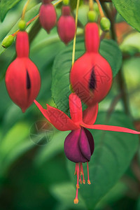 花园盛开Fuchsia是开花植物的巨人通常是灌木属图片