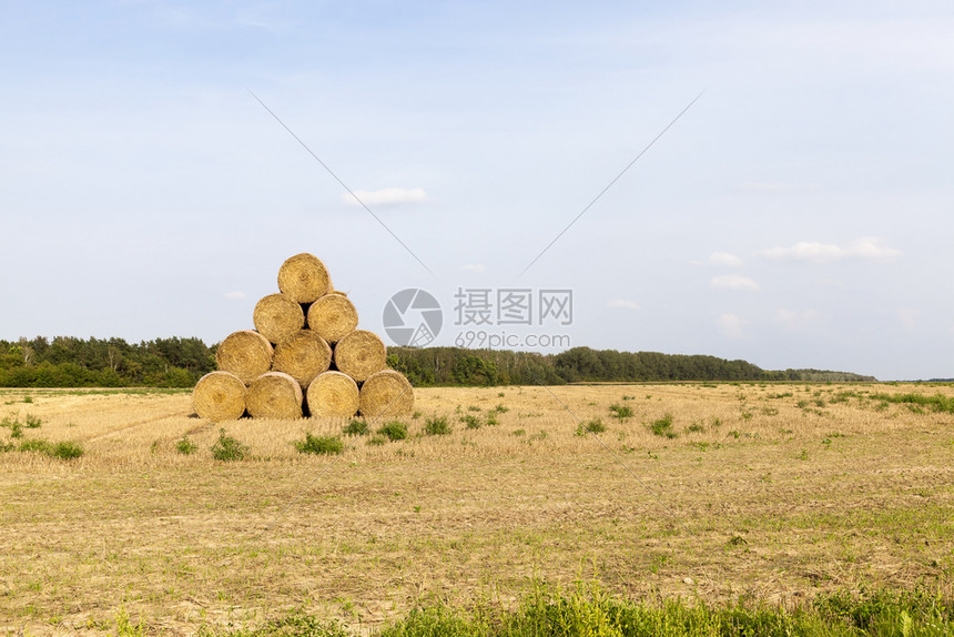 从稻草中收集的金字石便于储存用冬季田地金字塔草欧洲滚轴环境图片