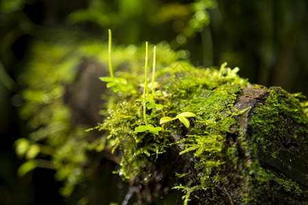 墙老的颜色绿苔藓生长树枝哥斯达黎加图片