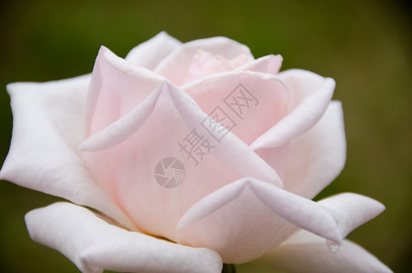 粉红玫瑰详细描述一朵粉红玫瑰从侧面看到美丽的香水感图片