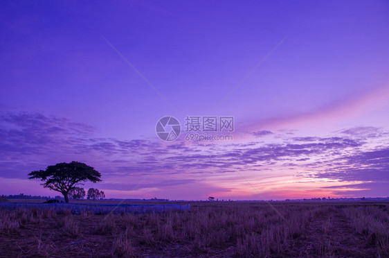 大树在日落的振动天空草原上与稻田衬套极好的场景图片