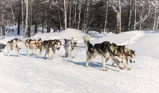 冒险荒野偏僻的一只狗雪橇在冬季上奔跑图片